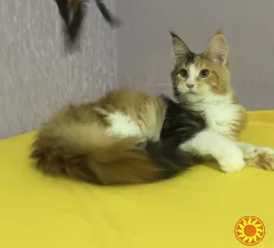 Мейн-кун кошеня з родословною