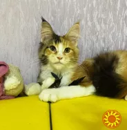 Мейн-кун кошеня з родословною