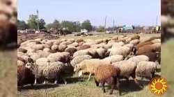 Продам баранину живою вагою