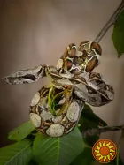 Продаю малышей императорского удава