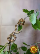 Продаю малышей императорского удава