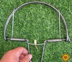 Пастка на фазана, куріпатку