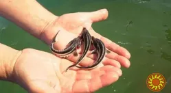 Продам русского малька