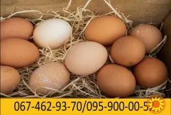 Яйце куряче різних категорій