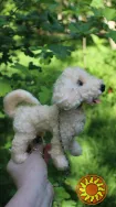 Собачка іграшка валяна мальтіпу інтерєрна собака пудель балонка мальтеза подарунок сувенір
