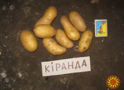 Киранда ранний посадочный картофель (репродукция элита)