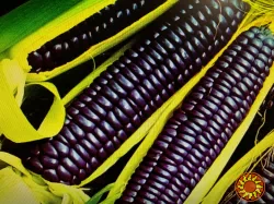 Семена кукурузы сортовой (жёлтая, чёрная, мозаичная)