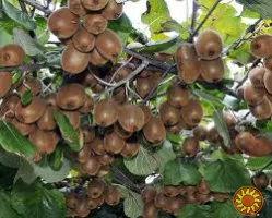 Ківі актінідія,черенки для вкорінення