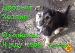 Щенки Двортерьера. Братик и Сестричка. в Добрые руки!