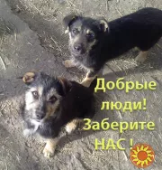 Щенки Двортерьера. Братик и Сестричка. в Добрые руки!