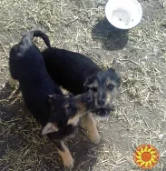 Щенки Двортерьера. Братик и Сестричка. в Добрые руки!