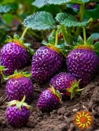 Полуниця Пурпурове диво,розсада