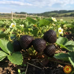 Чорноплодна полуниця Мавр,розсада