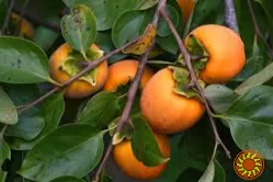 Хурма,черенки для щеплення