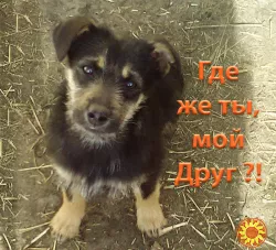 Самый красивый и умный Щенок в добрые руки!