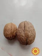 Щеплені саджанці та черенки для щепленя горіха Велетень.