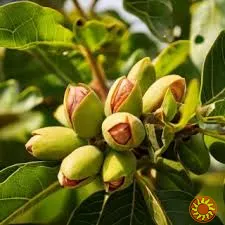 Саджанці горіха Пекан,Карія Ілінойська,щеплені