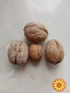 Волоський горіх сорту Гігант,саджанці та живці