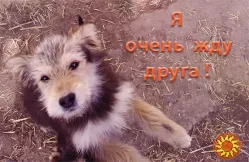 Щенки Дворбернара. Пушистый Мальчик в добрые руки!