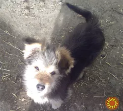 Щенки Дворбернара. Пушистый Мальчик в добрые руки!