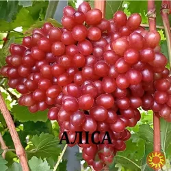 Черенки винограду кишмиш