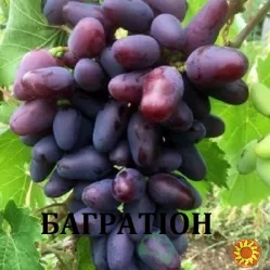 Черенки винограду кишмиш