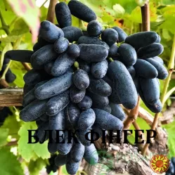 Черенки винограду кишмиш