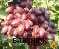 Черенки винограду кишмиш