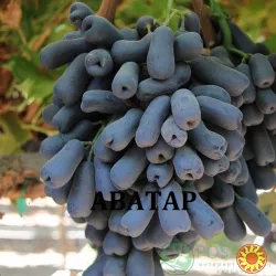 Черенки винограду кишмиш