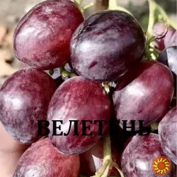 Черенки винограду столових сортів