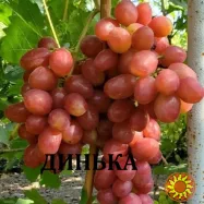 Черенки винограду столових сортів