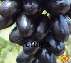 Черенки винограду столових сортів