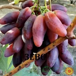 Черенки винограду столових сортів