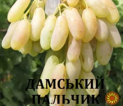 Черенки винограду столових сортів