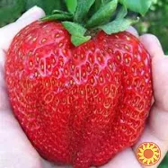 Полуниця сорту Цунакі розсада