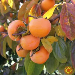 Черенки хурми для прививка і укорінення