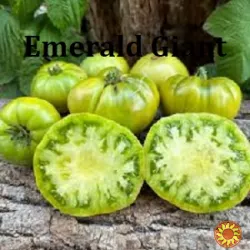 Насіння найкращіх сортів томатів-гномів