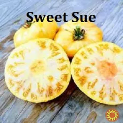 Насіння найкращіх сортів томатів-гномів