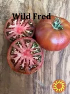 Насіння найкращіх сортів томатів-гномів