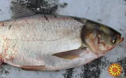 Куплю товстолоб по Україні. Гурт. Самовивіз. Розрахунок готівка.