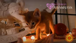 Абиссинская кошка котёнок