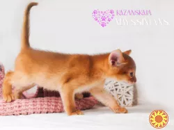 Абиссинская кошка котёнок