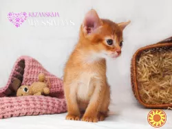 Абиссинская кошка котёнок