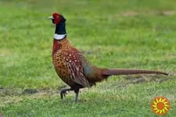 Зернова суміш для лову фазанів