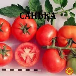 Насііння ультраранніх сортів томатів