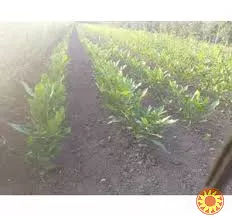 Саджанці карії(горіх пекан)