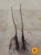 Саджанці карії(горіх пекан)