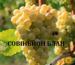 Черенки винограду технічних(винних)сортів