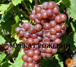 Черенки винограду технічних(винних)сортів