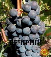 Черенки винограду технічних(винних)сортів